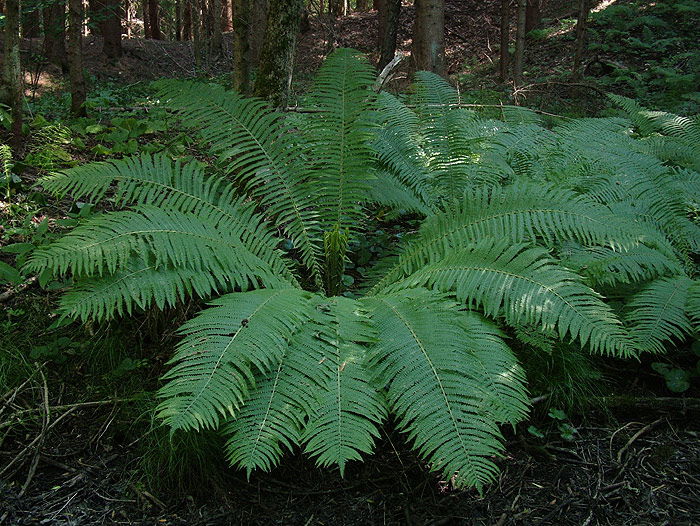Pteridium aquilinum